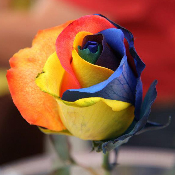 rainbow rose